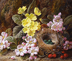 Apple Blossom, Primroses and Bird\'s Nest - George Clare