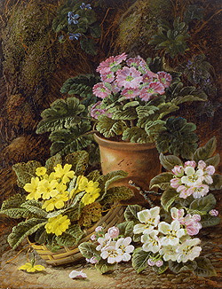 Potted African Violets and Primulas - Oliver Clare